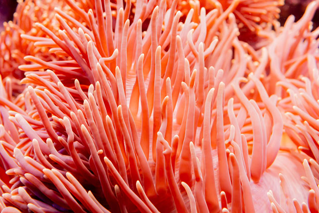 Cảm ứng màu Living Coral