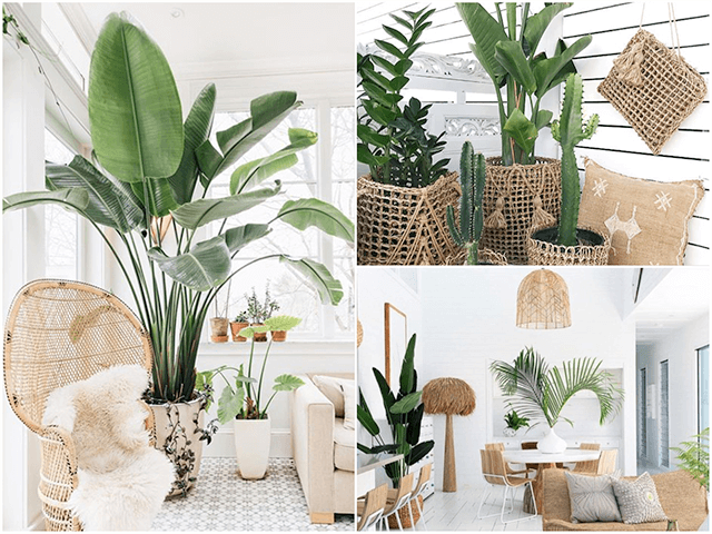 oversize-plant