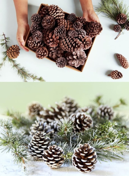 Cách chọn quả thông cho Noel Cách chọn quả thông cho Noel
