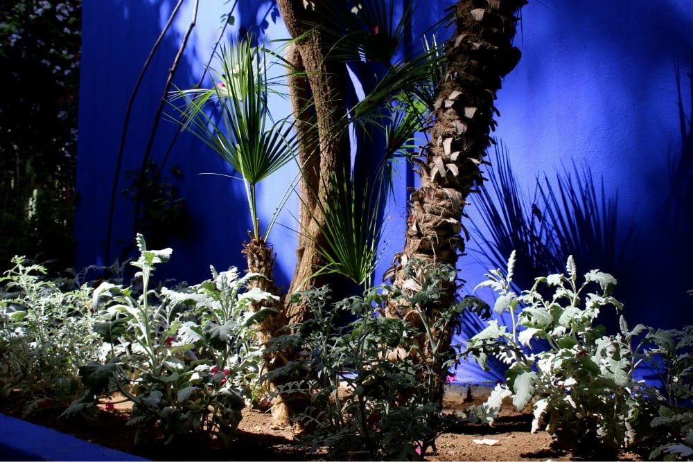 Khu vườn với tường màu Marjorelle Blue của Jardin Majorelle